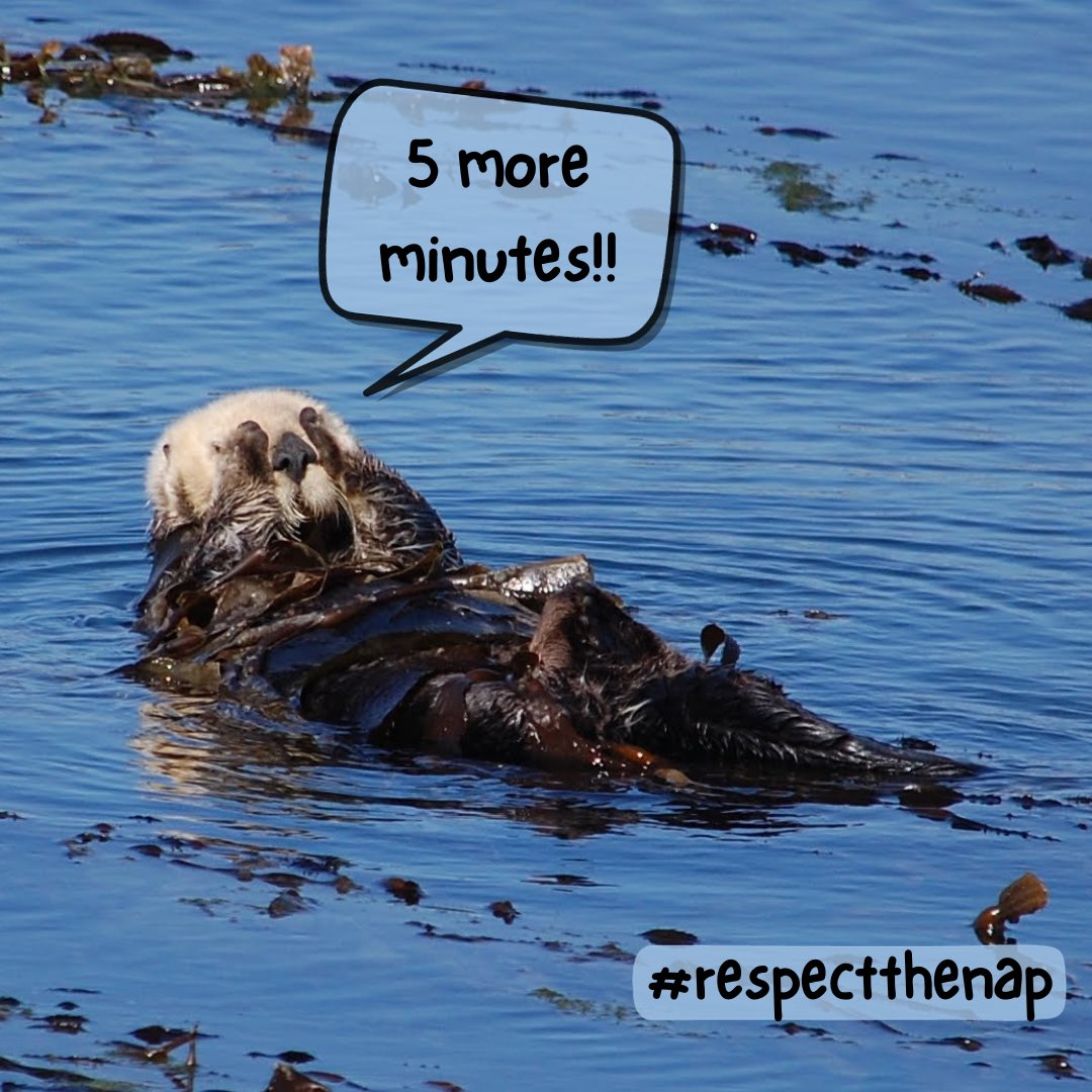 SeaOtterSavvy's tweet photo. 🦦It’s day 2 of the #CSUMBOtterTakeover! 🦦 All posts this week are created by @csumbserves students! 

❓Why is it so important to “#RespecttheNap”❓

When sea otters are disturbed, we are preventing them from getting the rest needed to conserve their energy and survive! https://t.co/IcfcGY9U6q
