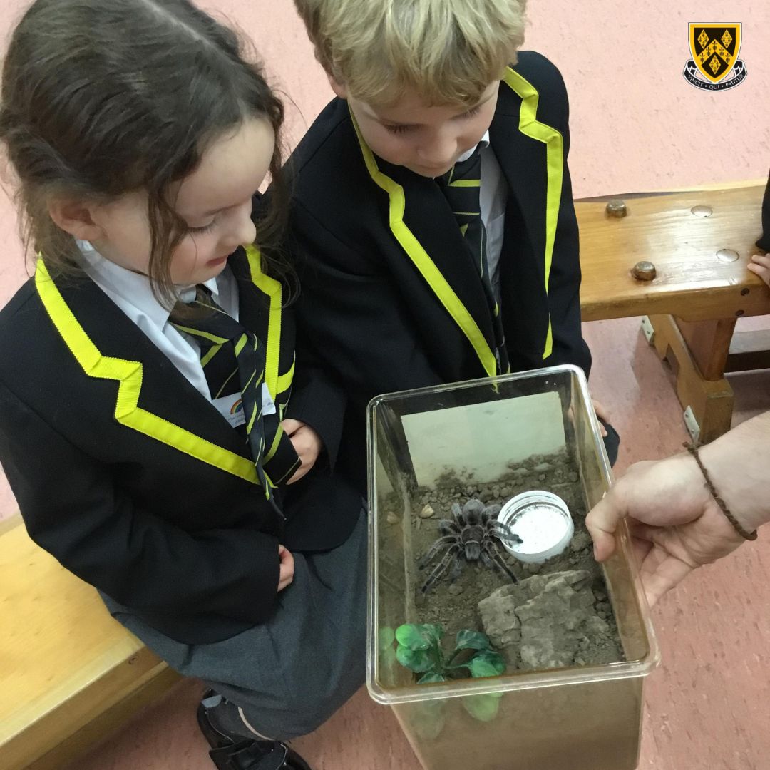 stockportgs's tweet photo. The children ended their sessions by spending some time with Ghost, Spirit and Shadow - Chris's very own pet rats! Well done to all of the girls and boys who were very brave and some even overcame their fears and held all the insects!
#SGSInspires #SGSJuniorSchool #SGSConfidence https://t.co/DM86HJ8RWg