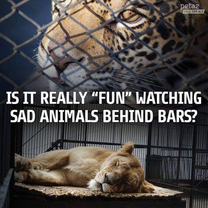 AdeaClaude's tweet photo. Est-ce vraiment "amusant" de regarder des animaux tristes derrière des barreaux ? https://t.co/m11IojQf3b