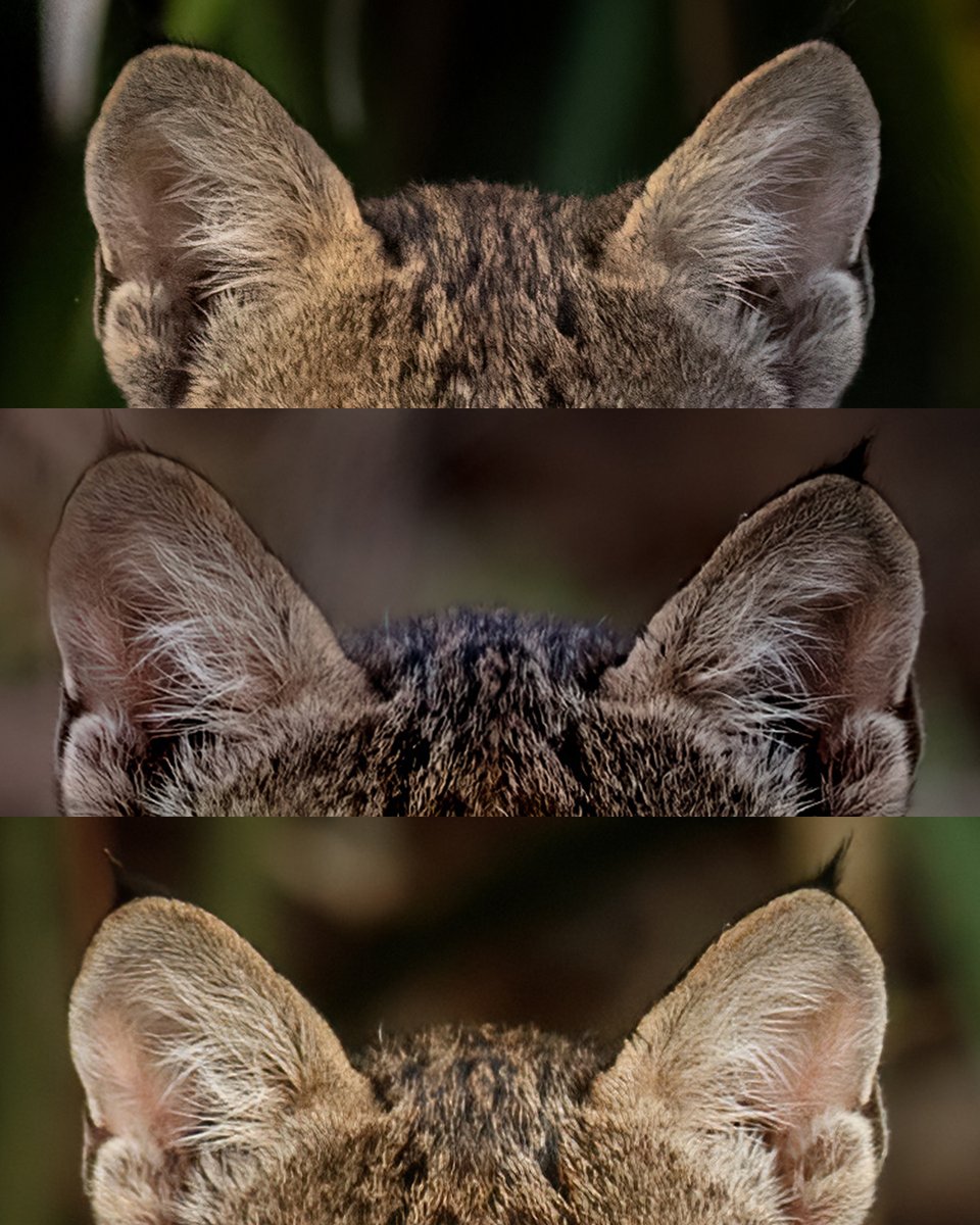 Live Wildly tweet media