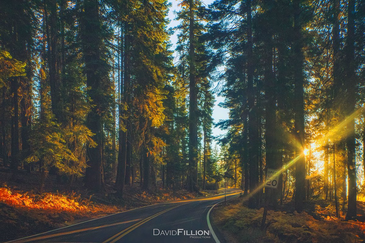Generals Highway at Sunset through Sequoia National Park 

#sequoianationalpark #naturelovers #forestlovers #forest #goldenhour #sunset #california  #natgeotravelpic #natgeoyourshot #photograghy #sonyalpha #a99ii #SonyAlphasClub #sonyImages #dfproductions #naturephotography