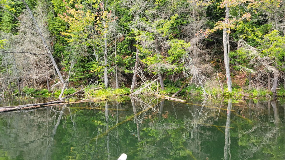 Mich_Lakes's tweet photo. Cozy up with lakes this winter! We keep a running list of webinars for your perusal. Upcoming topics include:
🐟 Shoreline restoration
🐟 Wetland protection
🐟 PFAS pollution
🐟 Weird ways invasive mussels spread
See list at https://t.co/vXwC5yv7tt 
📷 Dinner Lake, Gogebic Co. https://t.co/CvHrurXbIR