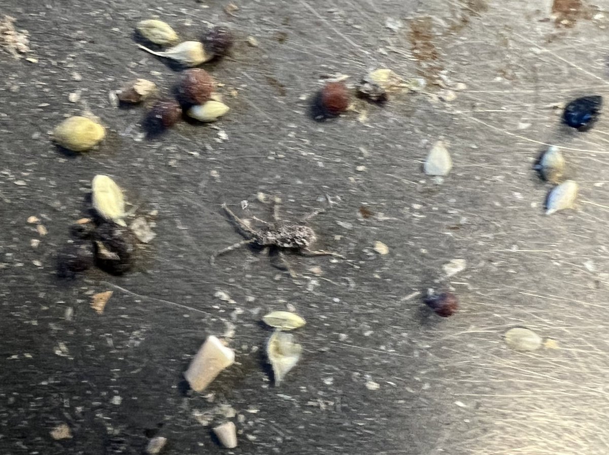 Simon Ellis - Ellis Seeds tweet media