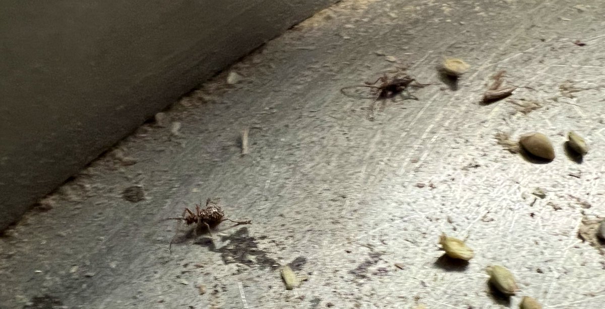 Simon Ellis - Ellis Seeds tweet media