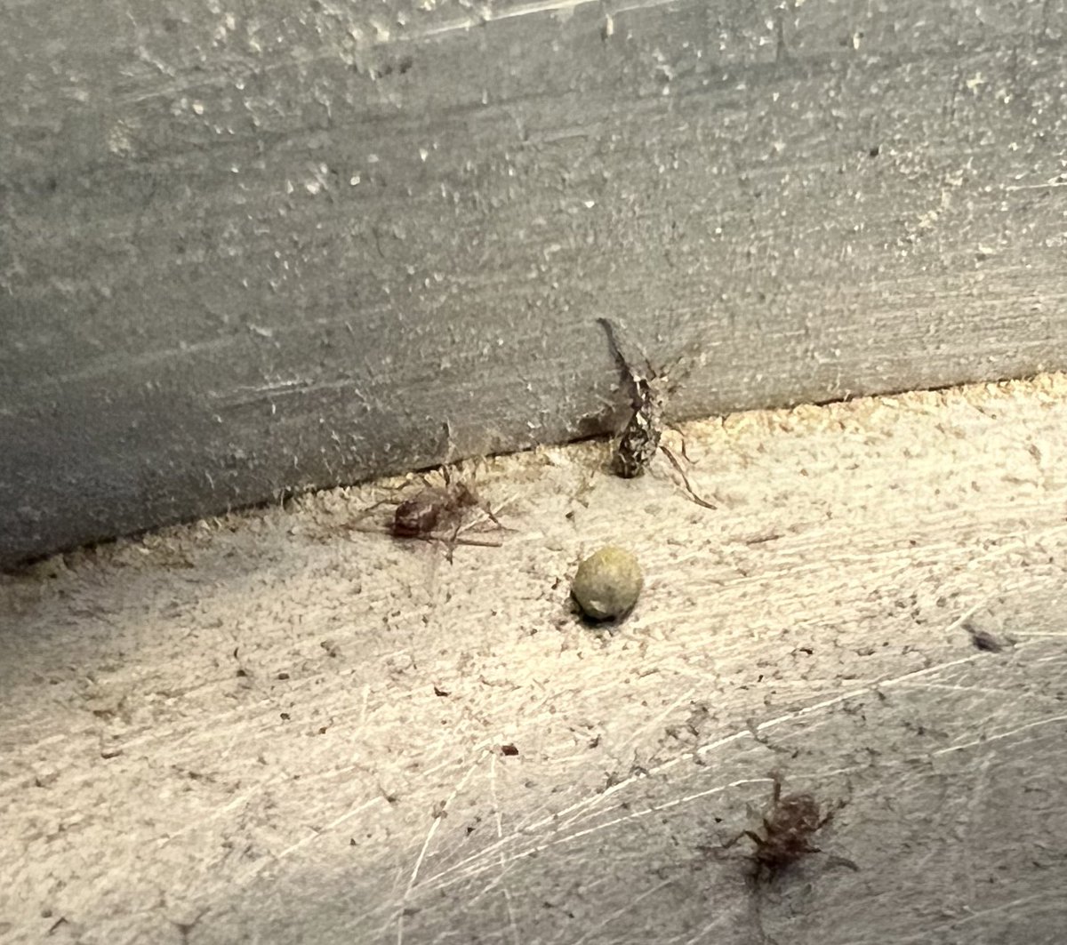 Simon Ellis - Ellis Seeds tweet media