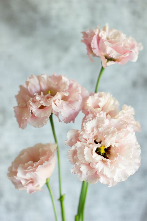 VictorianGardn's tweet photo. Love the Lacey look of Lisisanthius….
.
.
.
 fieldtovase 
#inthegarden 
#grownflowers
#theinstagramlab 
#gardens 
#farmers 
#fruits 
#veggies 
#herbs 
#forage 
#flowersfordays 
#gardengram 
#flowerfarm 
#gardenbeauty 
#slowflowers 
#perennials 
#farmerflorist ... https://t.co/qdhwHhBwDP