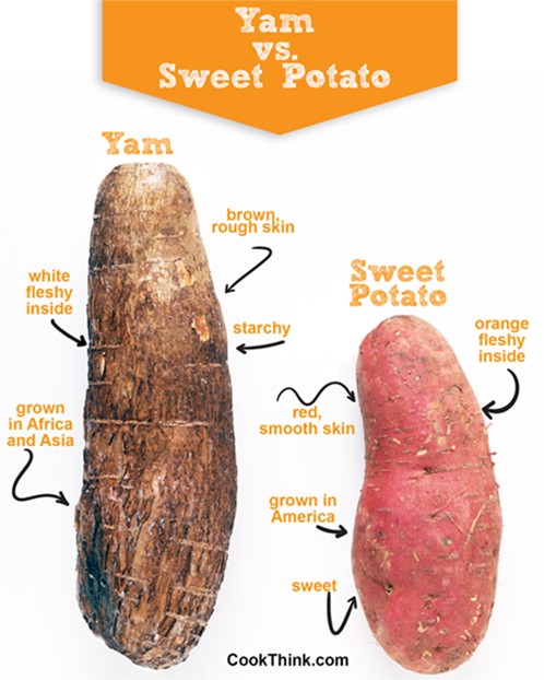 Those candied yams on your Thanksgiving menu are made of sweet potatoes, not yams! Yams, sweet potatoes, and potatoes all come from completely different plant families. Today's EarthDate episode explains our confusion over these tasty tubers. Hear it at: earthdate.org/episodes/i-yam…