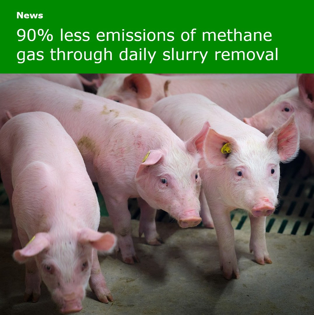 #Methane 🐷 | Daily slurry removal reduces methane emissions from finishing pigs, weaner pigs and lactating sows by some 90% wur.nl/en/research-re…