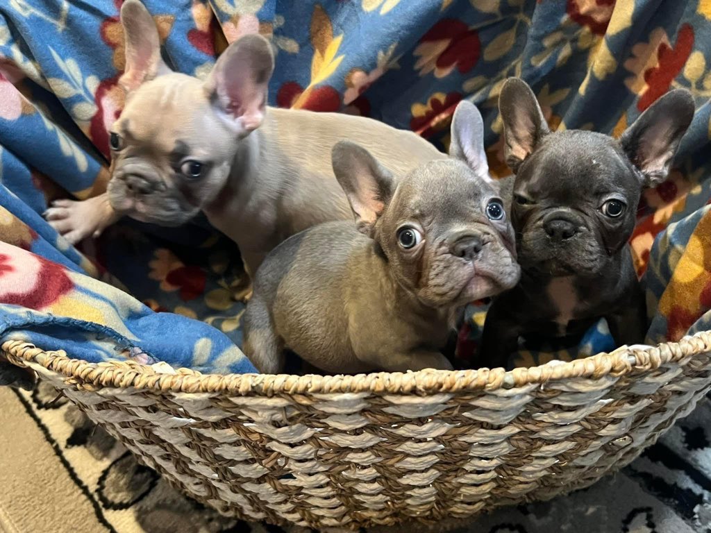 ROARLogan's tweet photo. Puppies are ready!!   Super cute!! https://t.co/DywMRO5lW8