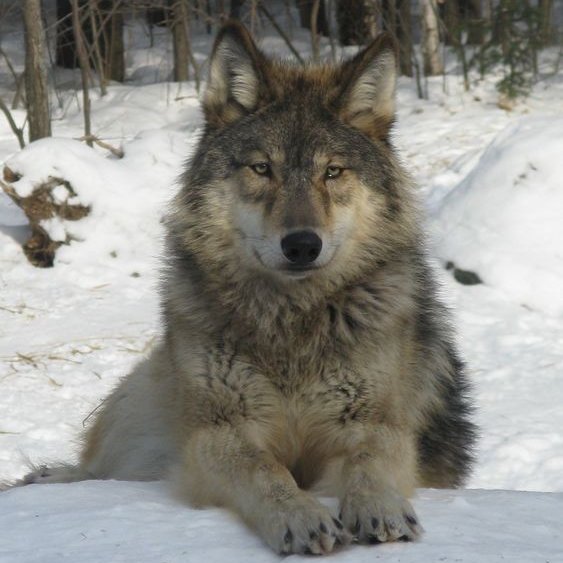 ⠀⠀
A wolf. He might look intimidating and a loner, but he desires for family, a pack, and he is very protective. He is warm and fluffy too!
⠀⠀