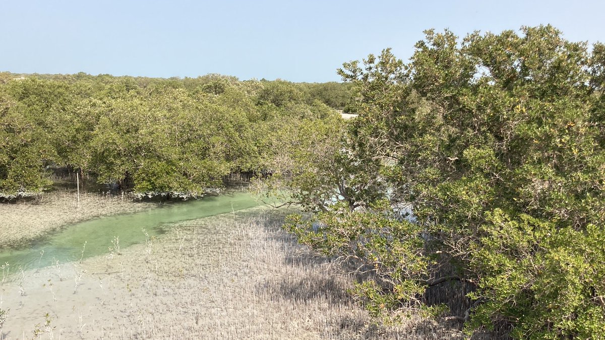 DiveMahara's tweet photo. Connect with nature with Al Mahara eco community! Let us take you through the mangrove forest with our amazing mangrove guides. https://t.co/LEhACwkyZp