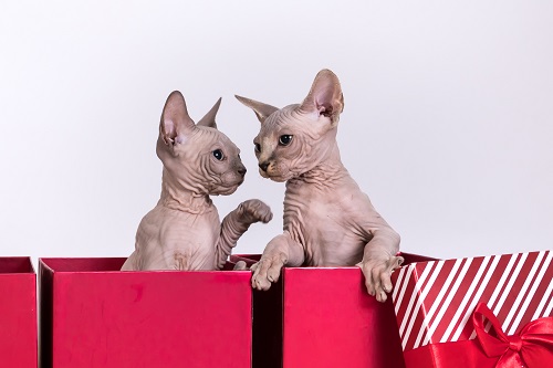 I ensure my Sphynx kittens are healthy and well-socialized, using only the best breeding and rearing practices. Learn more by visiting my website!

#SphynxKittens bit.ly/354AX6e