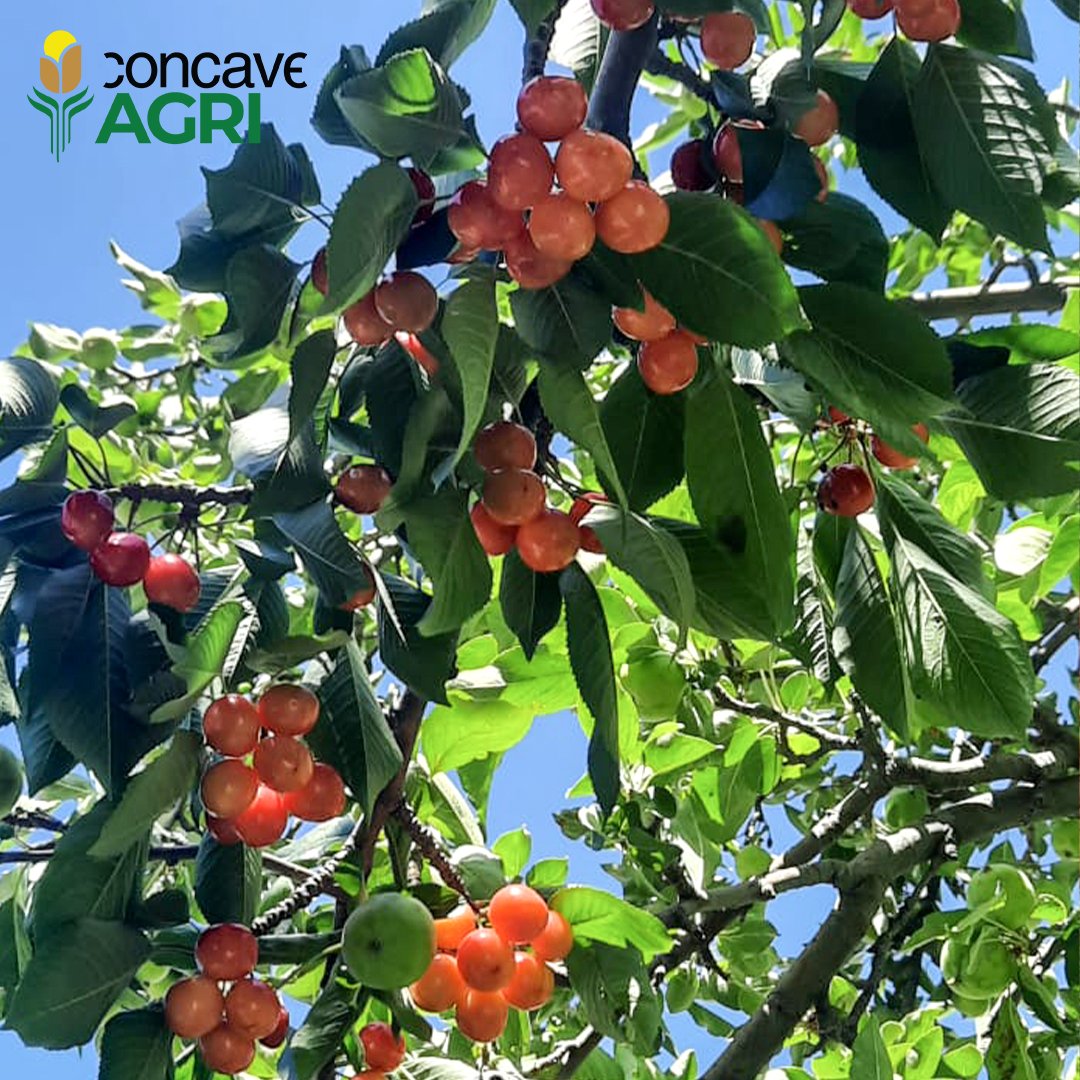 Concave_Agri's tweet photo. Did you know that tomatoes can grow on trees?  Discover the wonderful world of tomato trees and how they can revolutionize your garden!
#ConcaveAGRI #Photooftheweek #Week42 #KushalPakistan #PurpleTree https://t.co/5AIFd8JSUB