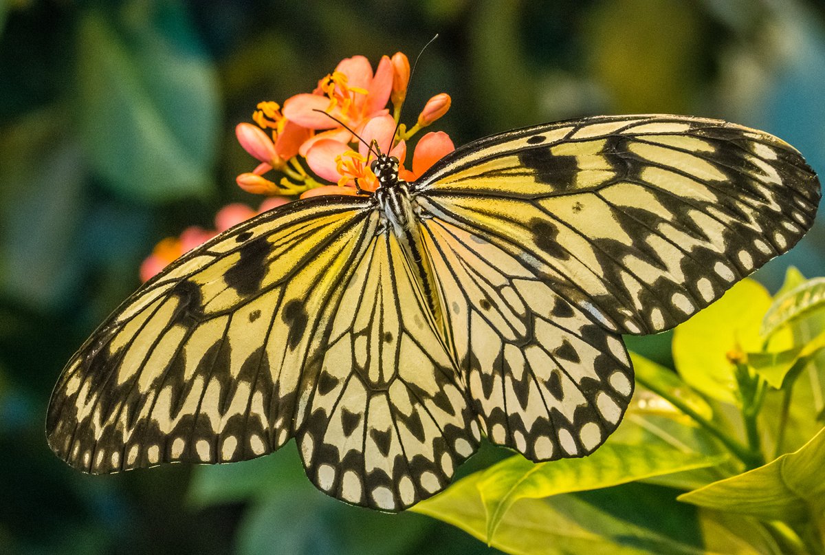 Connecticut Science Center (@ctsciencecenter) on Twitter photo This Giving Tuesday, give the gift of science by adopting a butterfly from our Butterfly Encounter habitat. Each adoption comes with a certificate, photo, and information about one of our beautiful species. #GivingTuesday🌿🦋 Visit CTScienceCenter.org to learn more. This Giving Tuesday, give the gift of science by adopting a butterfly from our Butterfly Encounter habitat. Each adoption comes with a certificate, photo, and information about one of our beautiful species. #GivingTuesday🌿🦋 Visit CTScienceCenter.org to learn more.