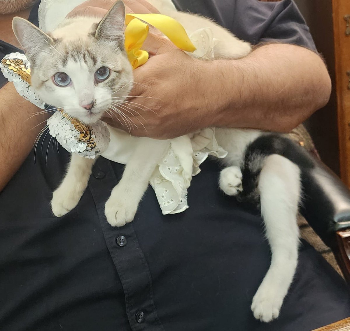 nesy55's tweet photo. Gatita encontrada sobre la calle de Palenque entre la Morena y Xola, col Narvarte. El dia de hoy Nov. 21 .Si la conoces por fa mandar mensaje https://t.co/STmC97ZX3b
