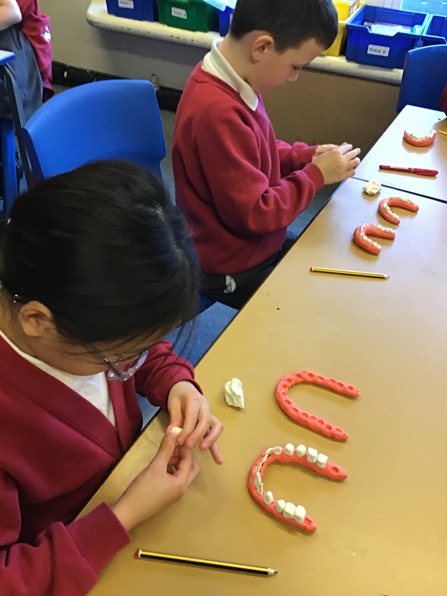 RalphBPSch_York's tweet photo. Class 8 have been learning about teeth and their functions. They loved being ‘dentists’ and having the opportunity to sculpt their own teeth models using plasticine. Great work guys! 🦷🦷🪥#rbpsScience https://t.co/6rEqEdH8Hl