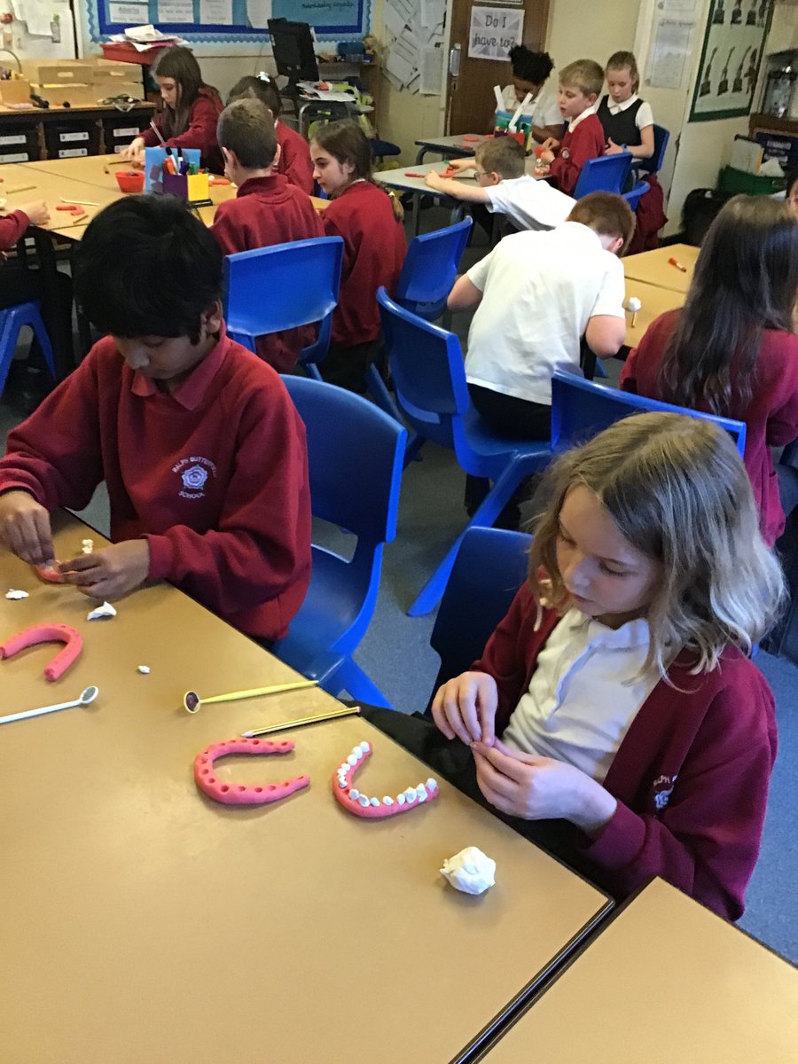 RalphBPSch_York's tweet photo. Class 8 have been learning about teeth and their functions. They loved being ‘dentists’ and having the opportunity to sculpt their own teeth models using plasticine. Great work guys! 🦷🦷🪥#rbpsScience https://t.co/6rEqEdH8Hl