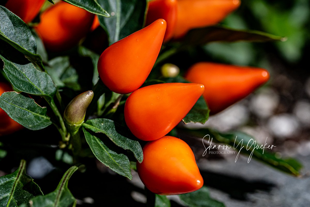sygdesigns's tweet photo. Peppers
#nature #peppers #ornamentalplants #AutumnVibes #vegetables #gardening #GardeningTwitter #naturephotography #signsoffall #macrophotography #macroplant #macro #orange #veggies #closeup #closeupphotography #photography #TwitterNatureCommunity #TwitterNaturePhotography https://t.co/Km5oY2Jyw3