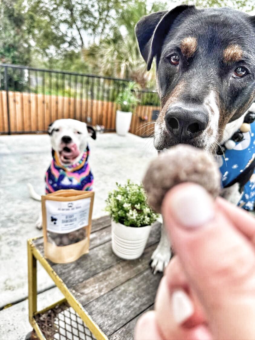 BuffCakeBarkery's tweet photo. .
I spy a #TOT … can you? 

Berry Dawgnuts are currently *sold out*, but there’s a nifty little “email me when back in stock” feature 😁

Pinky promise that no emails are saved for spamming you. 
.
.
.
.
.
#tongueouttuesday #buffcakebarkery #yum #nhmadedogtreats #freshtreats https://t.co/Zg9rhZfRaC