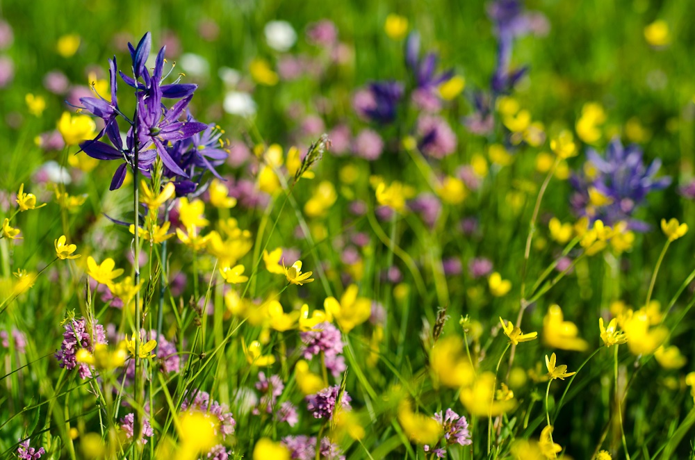 Anne Bjorkman (@annebeejay) on Twitter photo Please share! Three-year postdoc in #plant #ecology & ecological #synthesis in the EDGE lab <a href="/goteborgsuni/">Göteborgs universitet / University of Gothenburg</a> 🇸🇪 Love plants and data? Please apply! web103.reachmee.com/ext/I005/1035/… Please share! Three-year postdoc in #plant #ecology & ecological #synthesis in the EDGE lab <a href="/goteborgsuni/">Göteborgs universitet / University of Gothenburg</a> 🇸🇪 Love plants and data? Please apply! web103.reachmee.com/ext/I005/1035/…