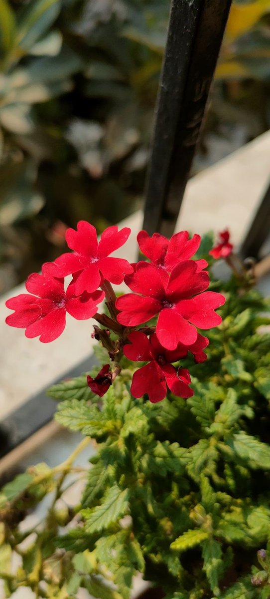 NoorGPrinci's tweet photo. Flower 

#NewPost https://t.co/H6udHz6jVb