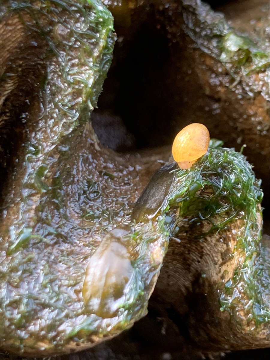 Living Seawalls in Plymouth tweet media