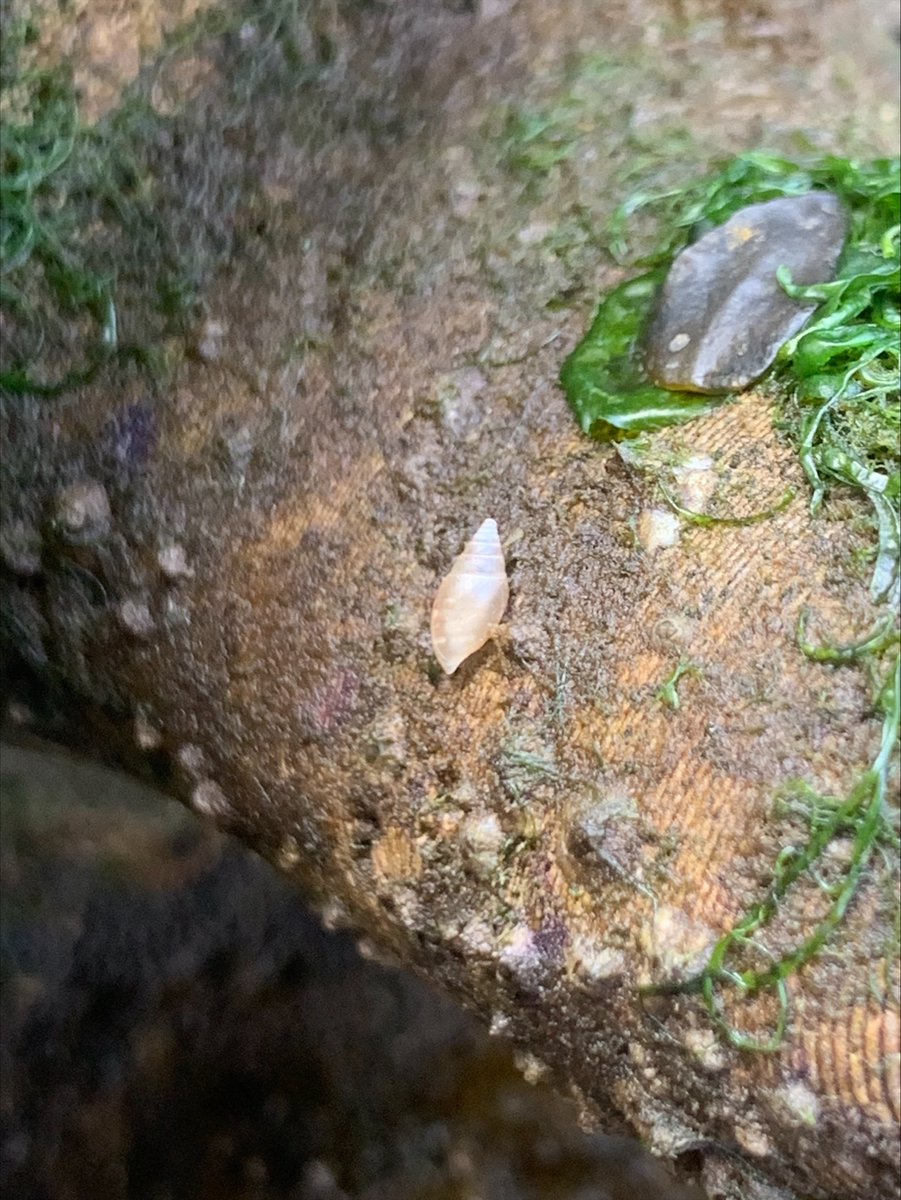 Survey week on the Living Seawall in Plymouth!  First sightings of limpets and dogwhelks making themselves comfortable, and look at all that algae! <a href="/LivingSeawalls/">Living Seawalls</a> <a href="/ouronlyw0rld/">Our Only World</a> <a href="/NERCscience/">Natural Environment Research Council</a> <a href="/reclaim_network/">RECLAIM Network Plus</a> @ARIES_DTP <a href="/NMAPlymouth/">National Marine Aquarium</a> <a href="/Arup/">Arup</a> <a href="/PlymSoundNMP/">Plymouth Sound National Marine Park</a> <a href="/visitplymouth/">Visit Plymouth</a>