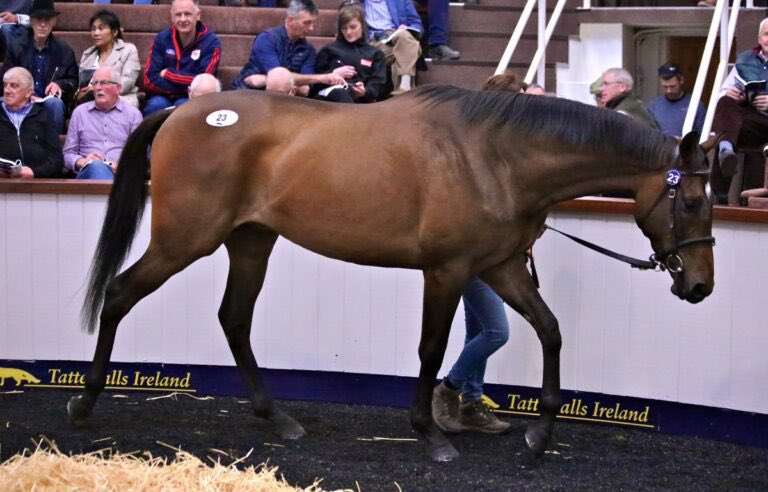 Killeen Glebe grad KYNTARA bolts up by 13 lengths @LingfieldPark for @MelRowleyRacing, for whom he previously won on debut at Bishops Court 🏆 Bought as a yearling with Mags O’Toole, he was resold by Killeen Glebe via @ross_gerry at @Tattersalls_ie Derby Sale to @agentbloodstock