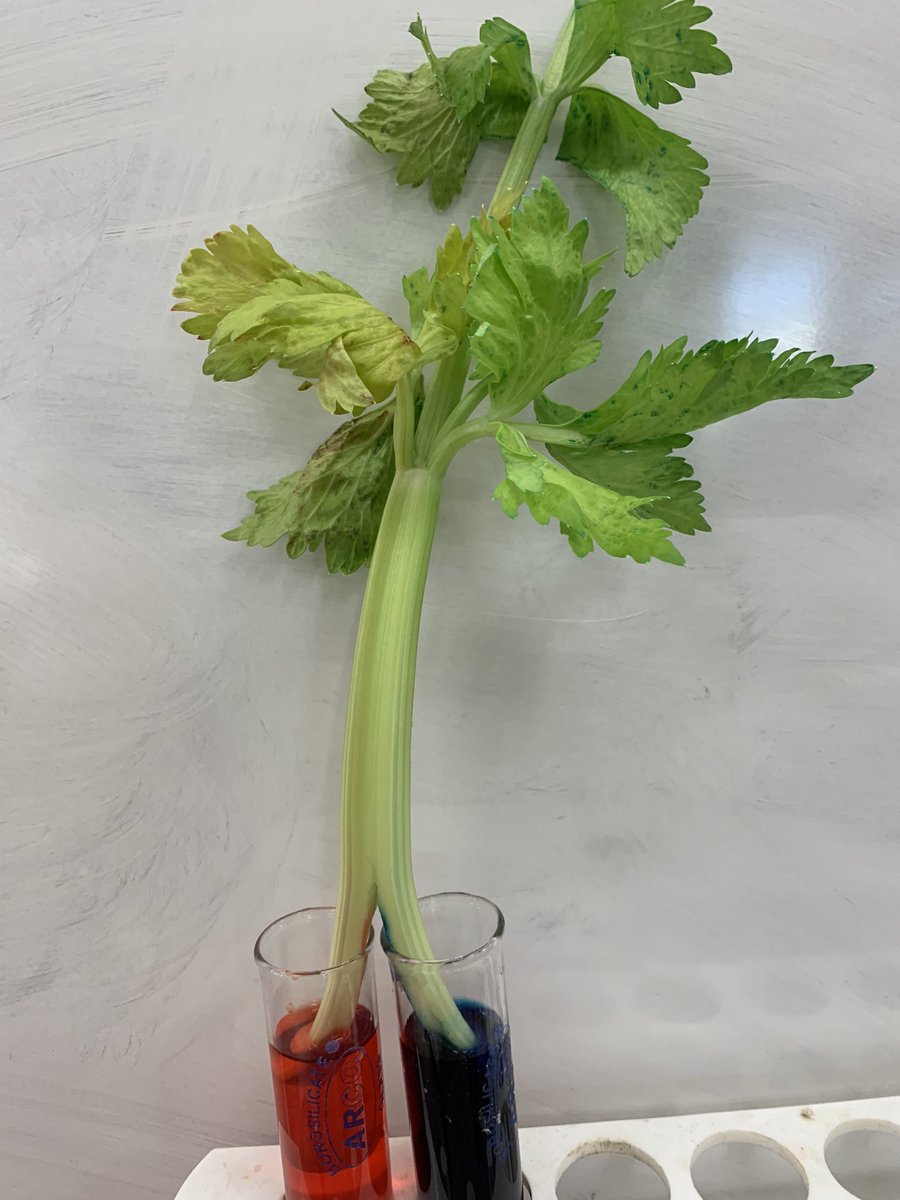 MsSBuckley's tweet photo. LC Biology - Xylem Dissection https://t.co/uE1nDQDASC