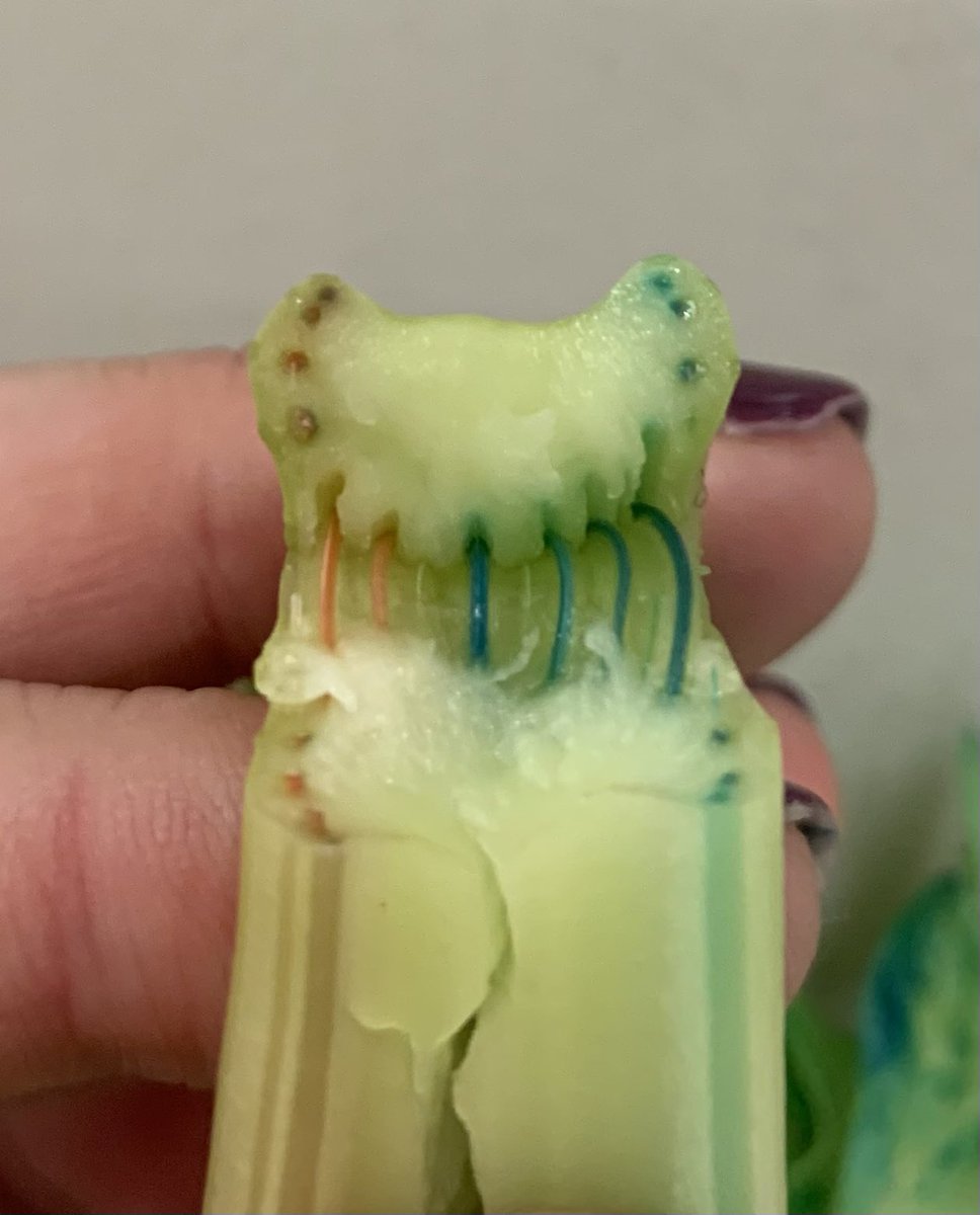 MsSBuckley's tweet photo. LC Biology - Xylem Dissection https://t.co/uE1nDQDASC