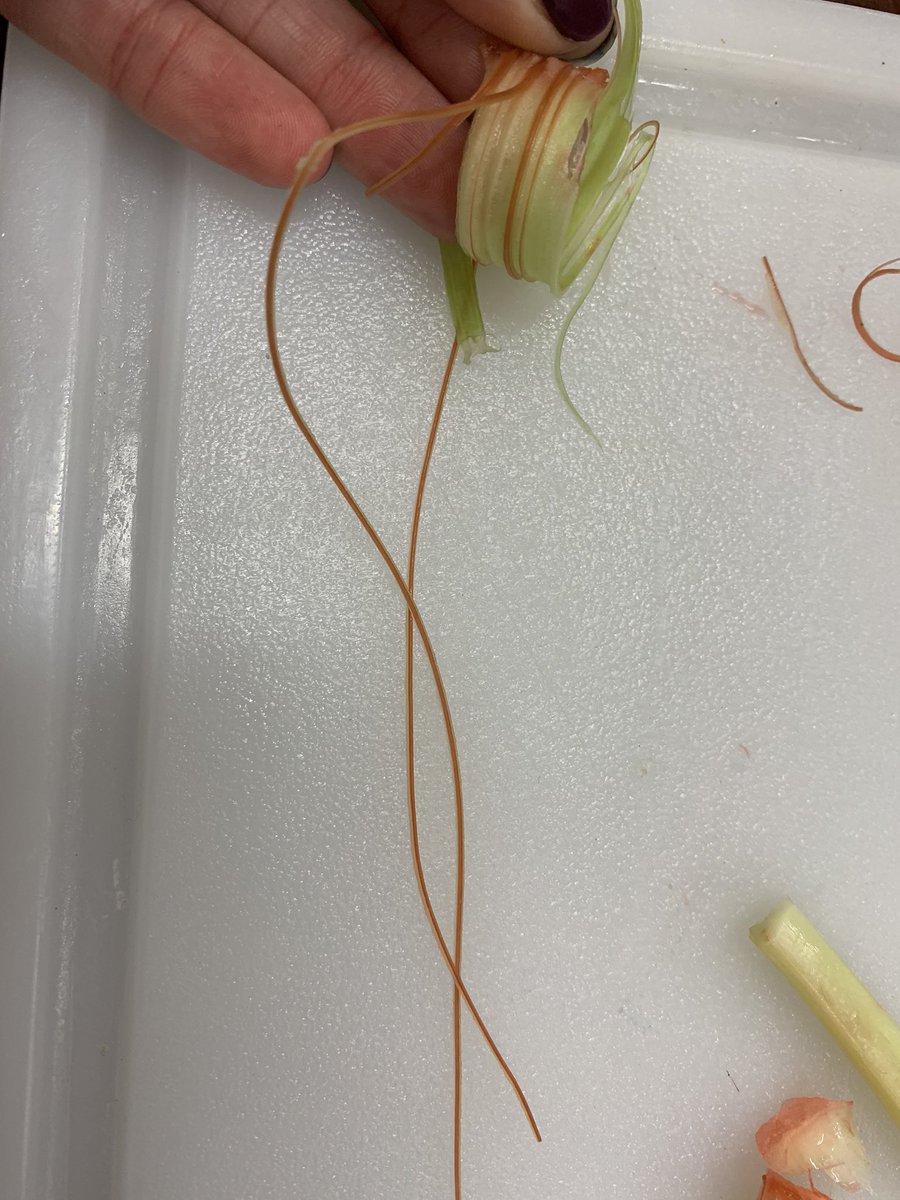 MsSBuckley's tweet photo. LC Biology - Xylem Dissection https://t.co/uE1nDQDASC