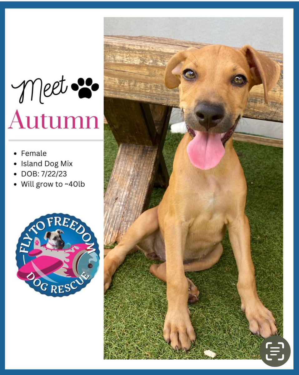 PotcakeNFT's tweet photo. FLY TO FREEDOM: Available for adoption in Florida, Autumn recently flew from Anguilla and is currently being fostered in Delray Beach, FL. She is now looking for her forever home.

About Autumn 🧵👇 https://t.co/HnOeXFh7JX