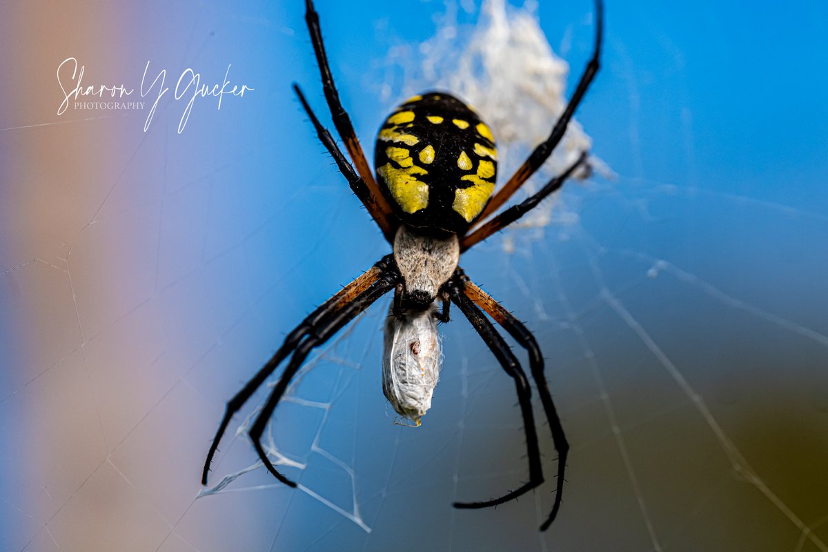 sygdesigns's tweet photo. Spider
#spiderphotography #insects #insectphotography #buglife #blackandyellowspider #spider #spiders #macrophotography #macroinsect #wildlife #wildlifephotogrpahy #Nikon #picoftheday #insectoftheday #nikoncreators #NaturePhotography #ThePhotoHour #MacroHour #insect #bugs https://t.co/JAo69ku56o