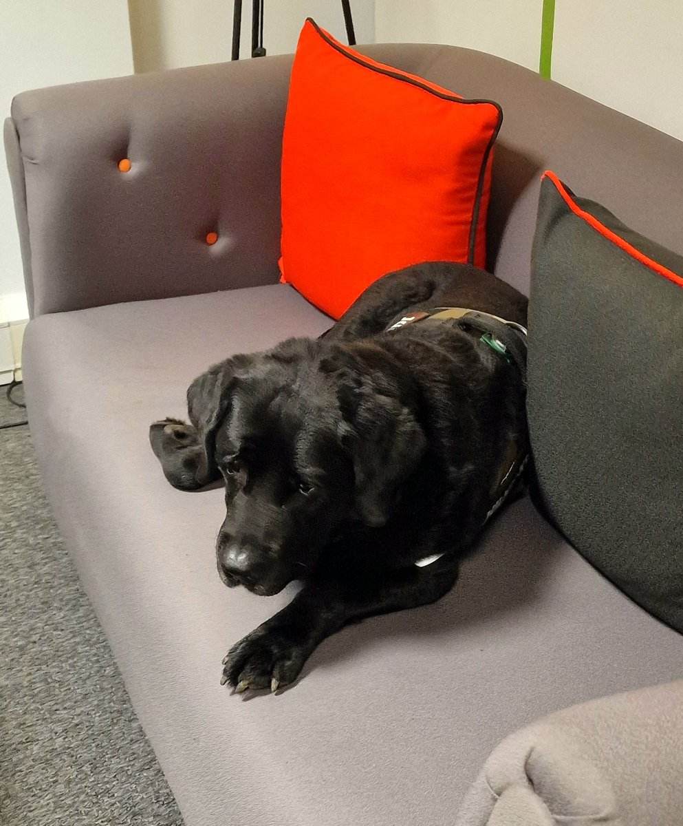 Two groups down, just one to go...hang in there guys! 
#dogtired #marketresearch #focusgroups #aqr #f2fmrx #icg #solforsuccess #labrador #dogsoftwitter
