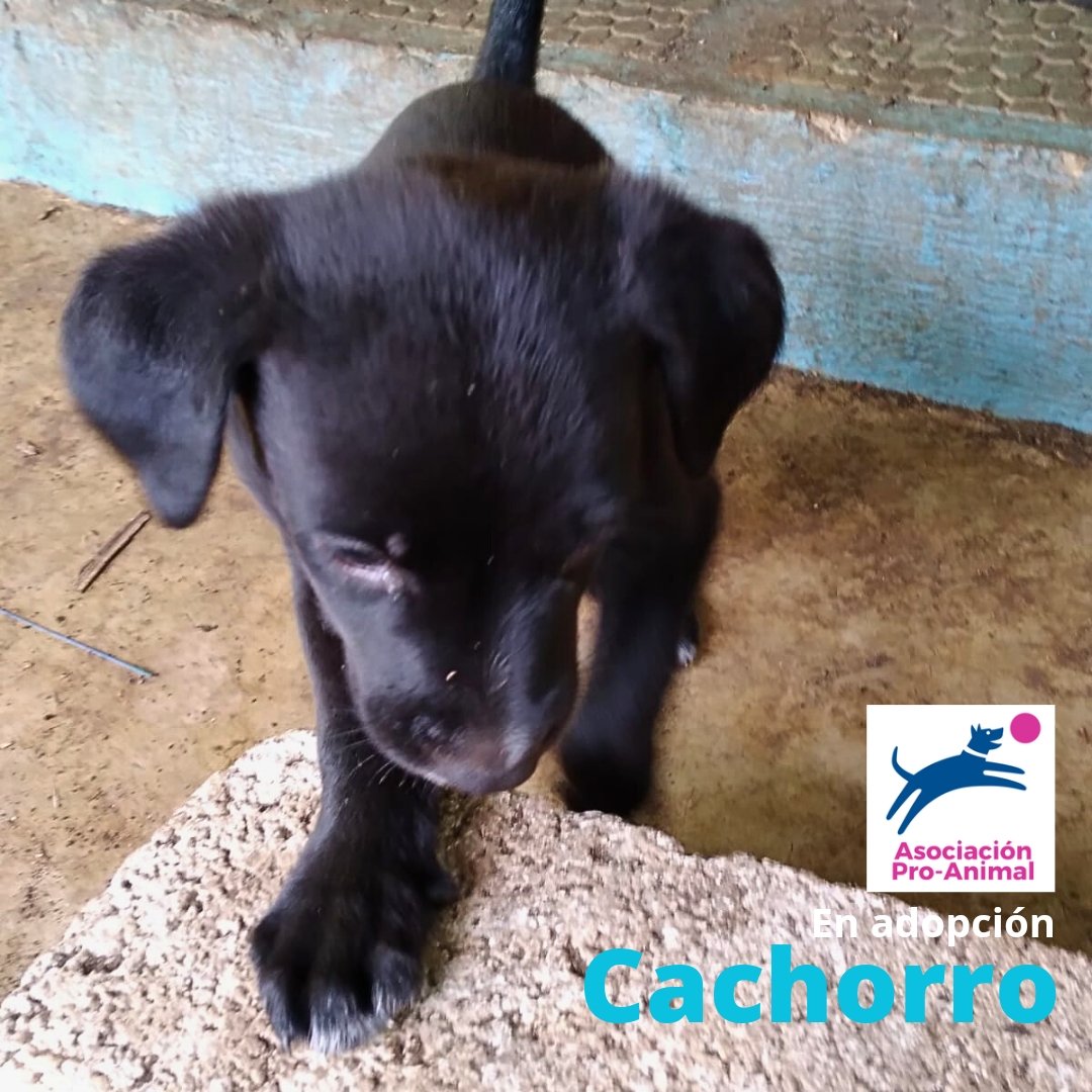 #SoyProAnimalGt

#MartesDeCachorros con dos ternuritas que esperan ser adoptados responsablemente.

📷 Cachorros
#EnAdopcion 

¿Esta listo y preparado para una responsabilidad de 14 años o + en la que deberás vacunarlo, desparacitarlo y tenerle mucha paciencia los primeros años?