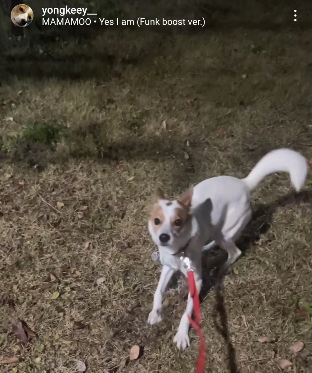 yongtinybear's tweet photo. "my puppy is full of confidence" and the bgm 😭🥺🤏 https://t.co/Hk6vnDqjGH