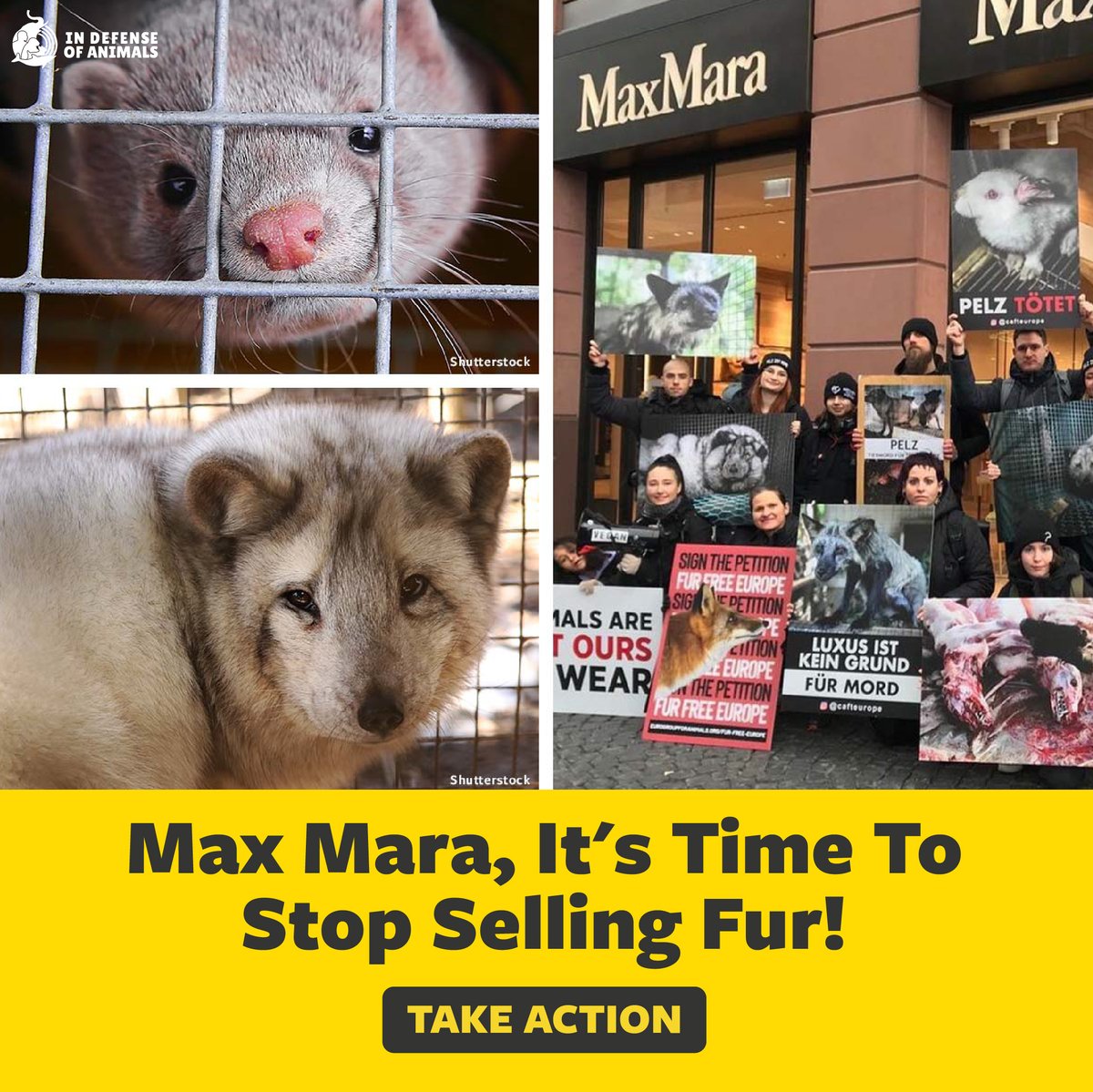 IDAUSA's tweet photo. Tell @MaxMara that cruelty isn’t cool. Fur is out of fashion, and it’s time to stop selling it!
Take action: https://t.co/hMpNrQvgiD
Pls RT and support our work: https://t.co/tmWCVx266c
#FurFreeFriday #FurIsOut #MaxMara https://t.co/IkI91DV1iM