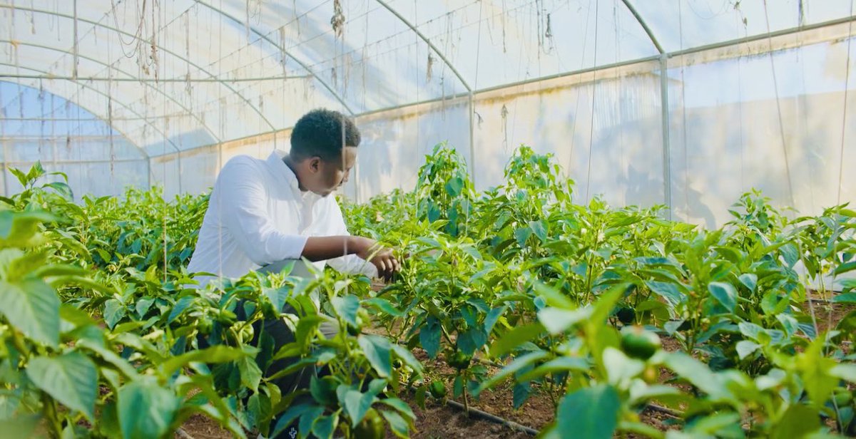 musse408's tweet photo. 🇸🇴 الحمد لله 

I transplanted these Crops at the beginning of the August and have now started earning MONEY!!

I call upon all somali youths to join the sector. https://t.co/qz5u7VYHul