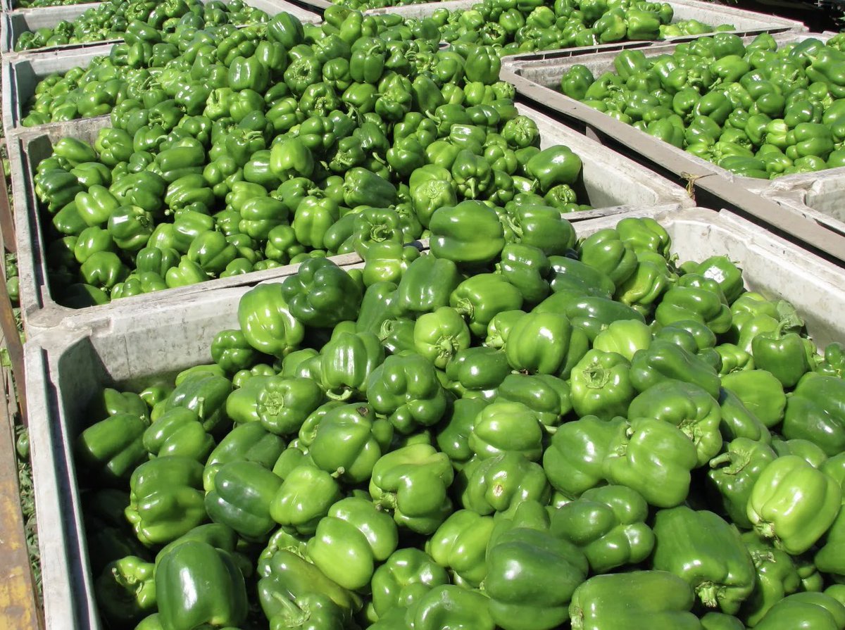 musse408's tweet photo. 🇸🇴 الحمد لله 

I transplanted these Crops at the beginning of the August and have now started earning MONEY!!

I call upon all somali youths to join the sector. https://t.co/qz5u7VYHul