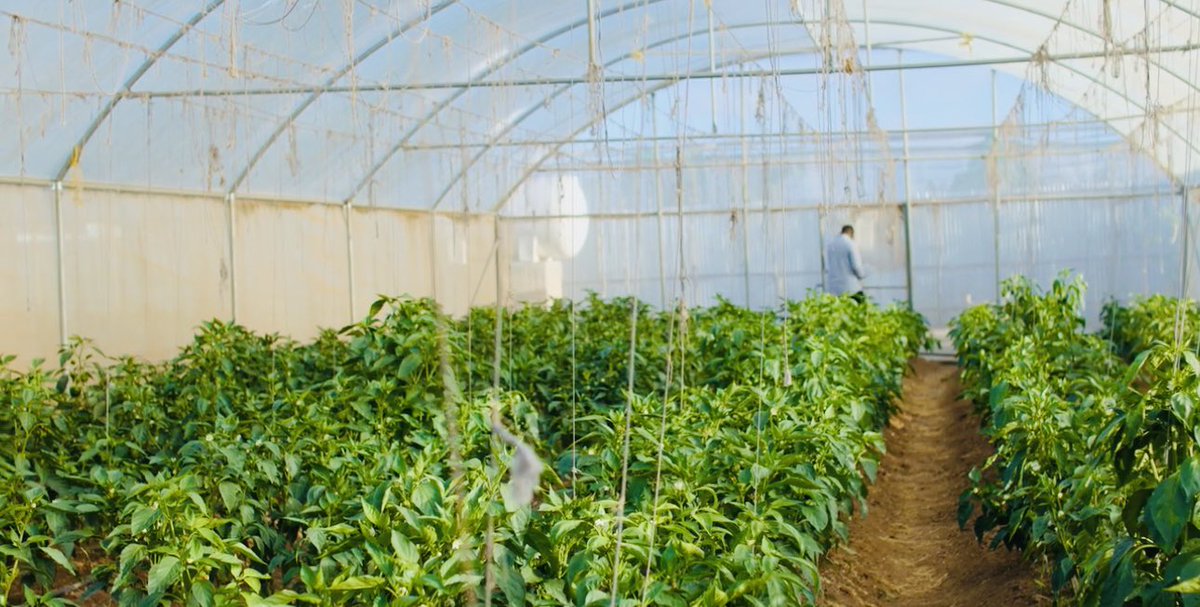 musse408's tweet photo. 🇸🇴 الحمد لله 

I transplanted these Crops at the beginning of the August and have now started earning MONEY!!

I call upon all somali youths to join the sector. https://t.co/qz5u7VYHul