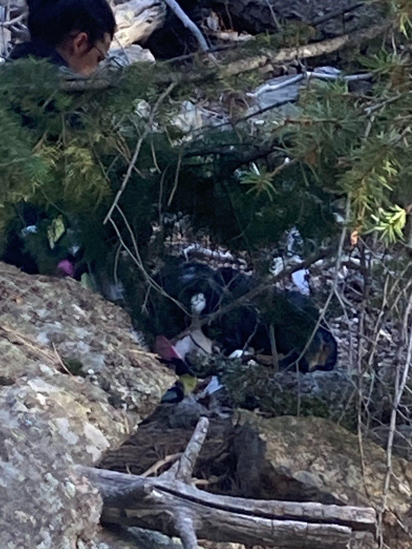 An injured dog lying down on a hiking trail.