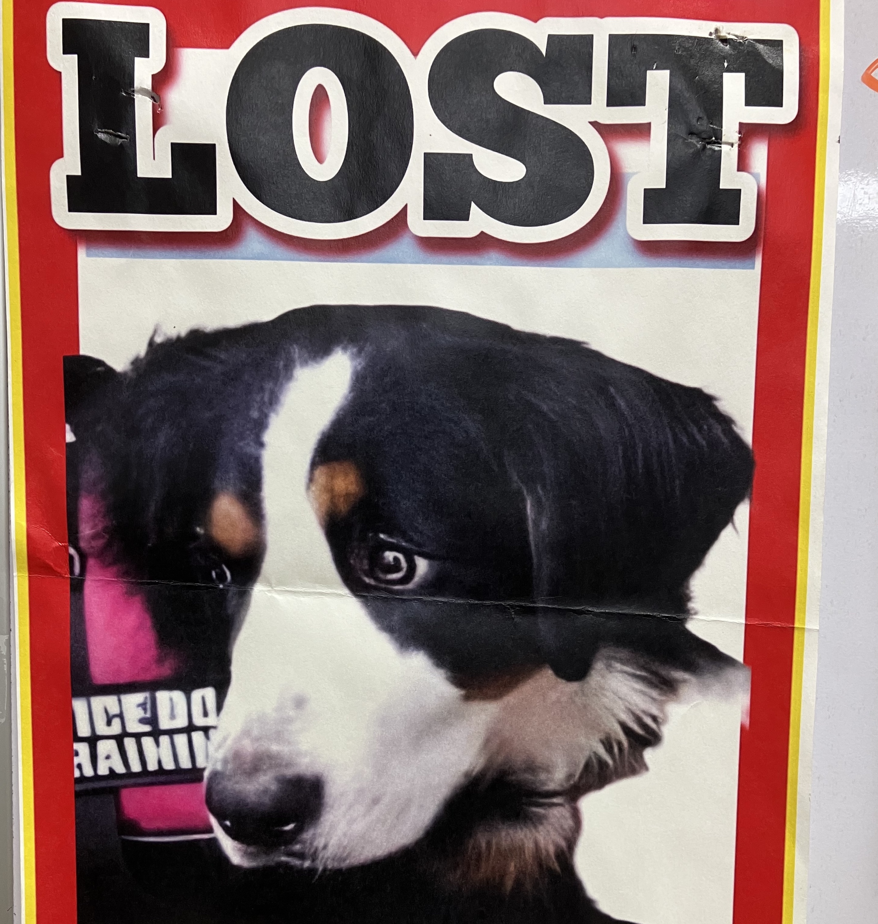 Lost Dog poster