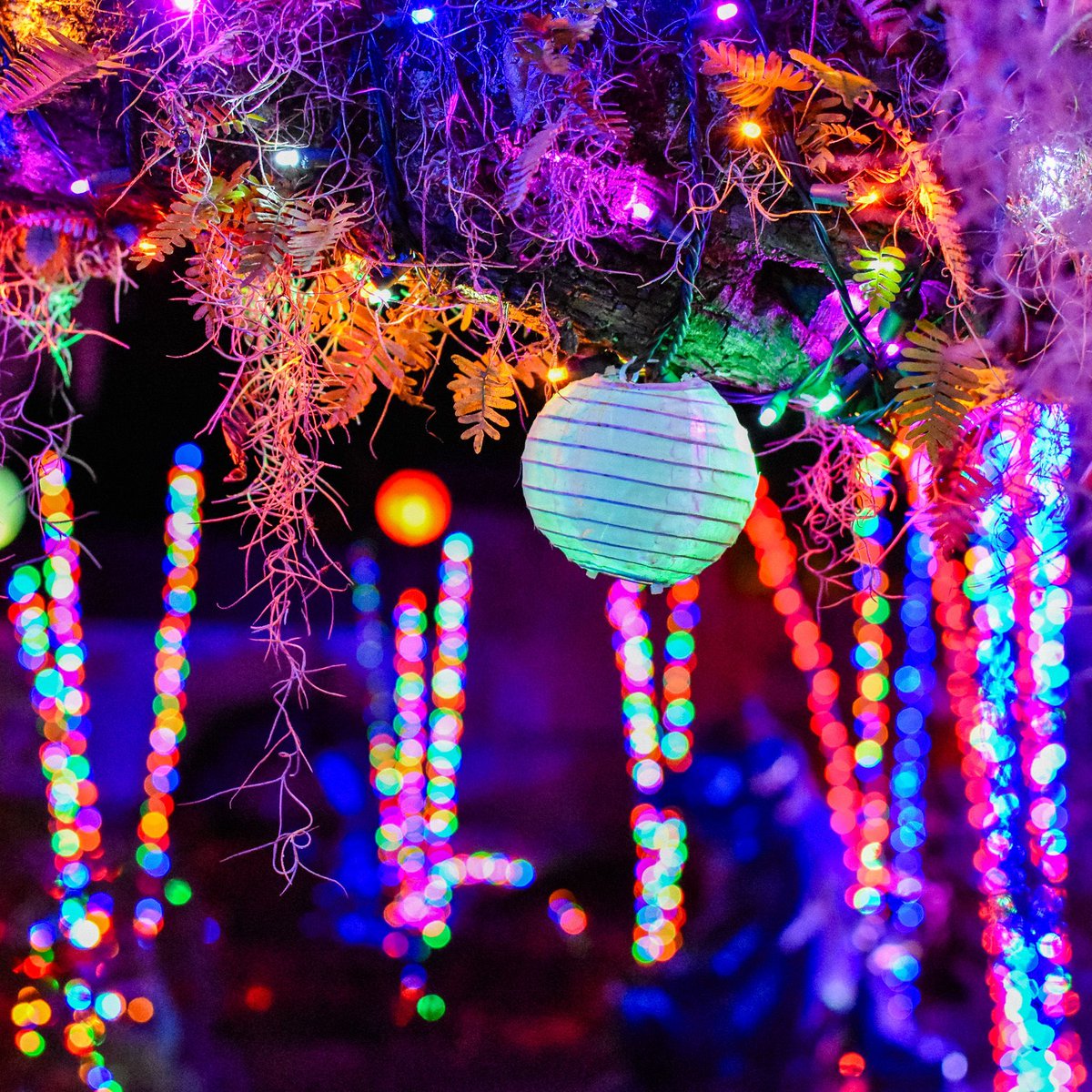 Excitement is building as we count down the days to the most enchanting event of the season: Nights of a Thousand Candles! ✨ #BrookgreenGardens #Gardens #Brookgreen #NightsOfAThousandCandles #NOTC #HolidayLights #HappyHolidays #Enchanting #SeasonalEvent #HolidaySeason