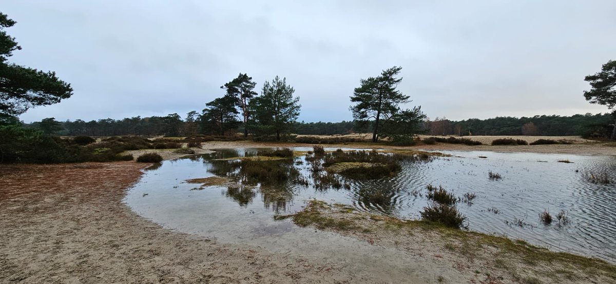 mveldhuis76's tweet photo. Deze natte foto’s ontving ik van collega Paul van Breukelen. Ontzettend nat op de #Soesterduinen. Normaal droog stuivend zand.. en nu😃💦💦 als je van water houdt is dit een jaar om niet meer te vergeten😉 #heuvelrug #stuifzand @ValleienVeluwe @waterschappen https://t.co/LldCGrr2Mj