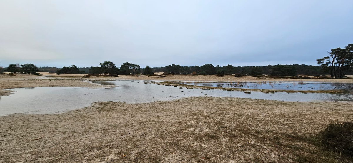 mveldhuis76's tweet photo. Deze natte foto’s ontving ik van collega Paul van Breukelen. Ontzettend nat op de #Soesterduinen. Normaal droog stuivend zand.. en nu😃💦💦 als je van water houdt is dit een jaar om niet meer te vergeten😉 #heuvelrug #stuifzand @ValleienVeluwe @waterschappen https://t.co/LldCGrr2Mj