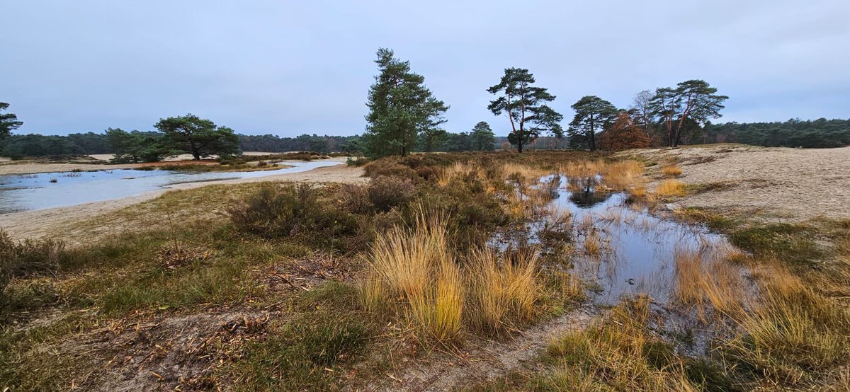 mveldhuis76's tweet photo. Deze natte foto’s ontving ik van collega Paul van Breukelen. Ontzettend nat op de #Soesterduinen. Normaal droog stuivend zand.. en nu😃💦💦 als je van water houdt is dit een jaar om niet meer te vergeten😉 #heuvelrug #stuifzand @ValleienVeluwe @waterschappen https://t.co/LldCGrr2Mj