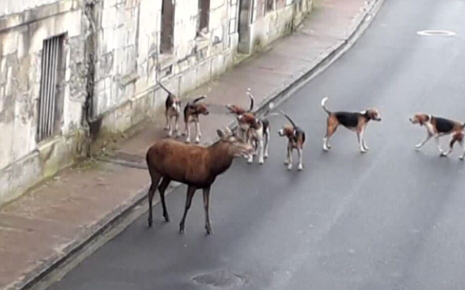 L'équipage de chasse à courre a été blanchi car « la meute a été arrêtée avant la limite des 200 m et que les quelques chiens qui avaient suivi le cerf ont été récupérés en moins d’un quart d’heure ». 🤡

Comme quoi les règles ont été faites sur mesure pour les chasseurs... Il
