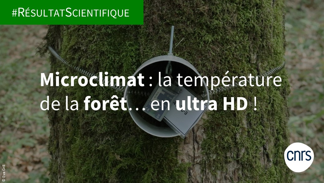 CNRSecologie's tweet image. #RésultatScientifique 🔎

🌡️🗺️Souvent situées en milieu ouvert, les stations météo ne prennent pas en compte le microclimat forestier (atténuation des extrêmes de température). Une équipe vient de cartographier en ultra HD la température des sous-bois🌳

▶️inee.cnrs.fr/fr/cnrsinfo/mi…