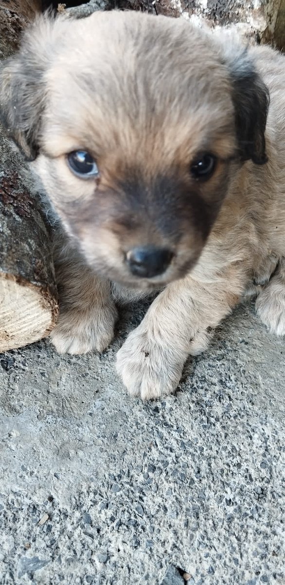 sita507562591's tweet photo. COOKIE...Otro más en la familia...🤗 https://t.co/iPtPvpWUkV
