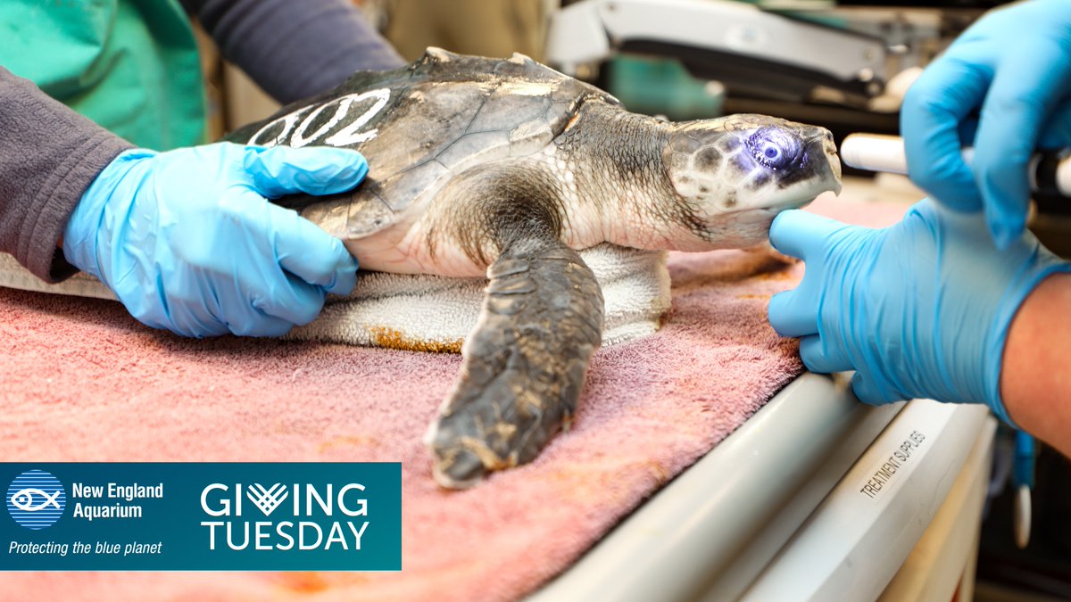 In exactly one week, we are celebrating #GivingTuesday! 🎉

Next week, we ask that you keep us in mind for donations on this global day of giving as we continue to rescue, rehabilitate, and release injured sea turtles.

#ProtectTheBluePlanet #OneWeekUntilGivingTuesday